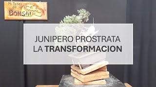 Junipero prostrata la TRANSFORMACION [upl. by Vorster770]