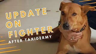 Update on Fighter the taxidermy 🐕 dog [upl. by Ailla]