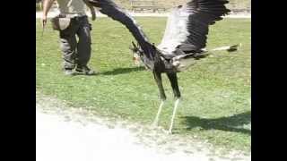 Serpentaire  Secretarybird Slow motion [upl. by Oretna15]