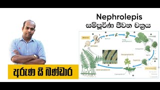 life cycle of Nephrolepis [upl. by Huei]