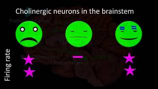 Neurobiology of sleep [upl. by Abrams377]