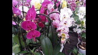 5 greseli de intretinere la orhideea PHALAENOPSIS [upl. by Yreved281]