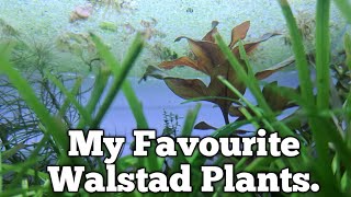 My Recommended Walstad Plants walstad aquarium fishkeeping [upl. by Kermie744]