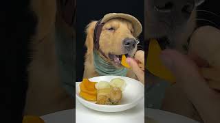 Cute smart Golden Retriever eating delicious crispy food dog eat mukbang asmr goldenretriever [upl. by Hillman]