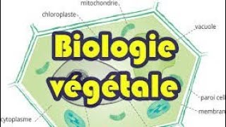 Biologie végétale  lappareil végétatif des thallophytes  larchéthalle شرح سهل و مبسط [upl. by Vitek]