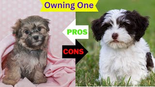 Havanese The Pros amp Cons of Owning One [upl. by Oruntha25]