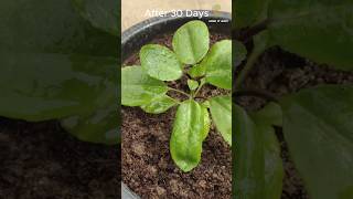 Grow Bryophyllum by Leaf  How to Grow Bryophyllumshorts [upl. by Benis828]