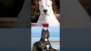 Cane Corso vs Dogo Argentino vs Kangal  Comparison CaneCorso DogoArgentino Kangal DogComparison [upl. by Orren796]