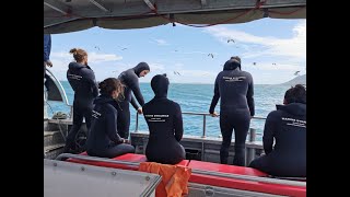 Shark cage diving in Gansbaai  Marine Dynamics [upl. by Vanderhoek]