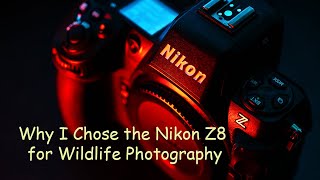 Why I Chose the Nikon Z8 for Wildlife Photography [upl. by Okikuy449]