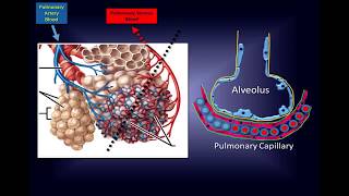 Intravenous Vitamin C Pathway to a New Therapy to Save Lives [upl. by Ellerehc]