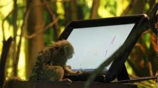 A Bronx Zoo Monkey Gets An iPad [upl. by Esnohpla]