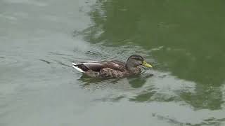 Mallard Duck UK Wildlife [upl. by Chelsie594]