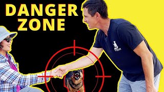 How to Fix a Dogs Aggressive Behavior Towards People  Intense amp indepth training session [upl. by Auqkinahs370]