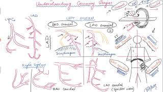 Basics of angiographic views during left heart catheterization [upl. by Phia]