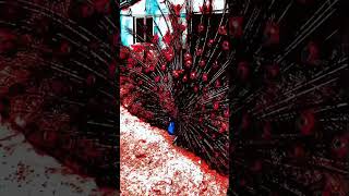 Beautiful peacock peacock beauty viralvideo shorts [upl. by Aicssej60]