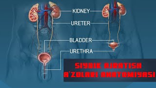 Siydik ajratish organlari anatomiyasi va fiziologiyasi [upl. by Yoral]