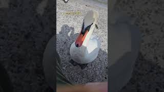 Petting Swan friendly swan in Lake Geneva beach 🥰 [upl. by Gillmore]