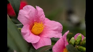 Die Kamelie Camellia japonica  richtig schneiden gießen pflegen überwintern und düngen [upl. by Windsor]