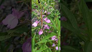 Impatiens balsamina Or garden balsam plant [upl. by Gamaliel]