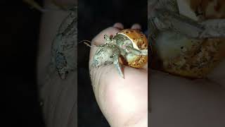 Nakal kelomang umangumang coenobitarugosus hermitcrab animals animallover cute coenobita [upl. by Mckale663]