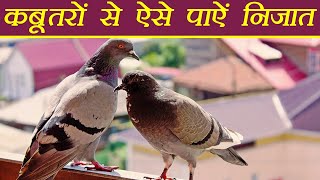 Pigeon कबूतर भगाने के आसान तरीके  How to Get Rid Of Pigeons  Boldsky [upl. by Ennahs]