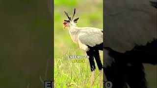 SECRETARY BIRD SAGITTARIUS SERPENTARIUS wildbirds birds birdsofprey birdspecies [upl. by Dinan822]