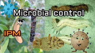 MICROBIAL CONTROL IN IPM  Entomology class Tamil [upl. by Belcher]