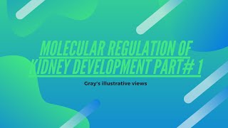 Molecular regulation of kidney development part 1  embryology of urogenital system  special embryo [upl. by Anirtap860]