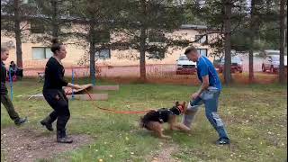 Airedale Terrier Taidetta von Erikson in Finnland beim Montioring  Training VID 20230920 WA0011 [upl. by Rees281]