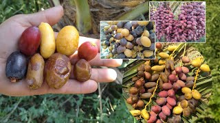 four most popular dates palm tree fruit [upl. by Carmen]