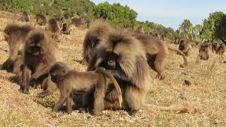 Gelada Monkeys 10 Simien Mountains NP Ethiopia [upl. by Acirfa]