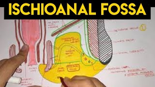 Perineum  2  Ischioanal Fossa [upl. by Asirret71]