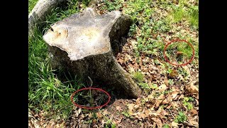 Why Do Morel Mushrooms Grow Under Dead Elm Trees how to find morel mushrooms [upl. by Nosreh]