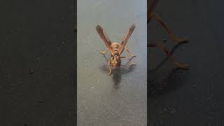 Wow Its not a waspand not a Praying Mantis like I thought Wasp mantidfly Hit the Like on this [upl. by Gine]