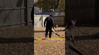 Piper chasing leaves 🍁 collecting 4 fire 🔥 pit leafblower firepit tonytduesonyoutube like [upl. by Alberto]