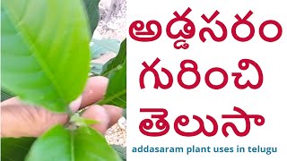 అడ్డసరం గురించి తెలుసా  addsaaram plant uses in telugu  రోడ్డు మీద దొరికేదే కదా అని వదలొద్దు [upl. by Yahsan509]