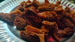 Gucchi  Morel Mushroom  One of the Most Expensive Mushroom  Healthy Food  Health Benefits [upl. by Tamara528]