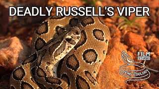 Deadly venomous Russells viper the most dangerous snake in the world snakebite in India [upl. by Eihpos101]