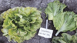 ⟹ Variegata di Castelfranco Chicory  Cichorium intybus  Vegetable Review [upl. by Geller]