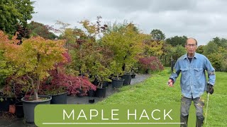 Quick Method To Make Maple Bonsai [upl. by Ernest455]