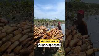 ടൺക്കണക്കിന് കഴിക്കുന്ന താമരതണ്ട് lotus rhizomes cultivation malayalam shorts [upl. by Ailemak]