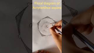 floral diagram of Achyranthes aspera Amaranthaceae family shorts [upl. by Rudelson263]