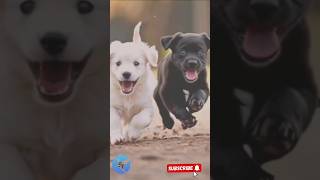 Super dog race 😍💥🐶🐕 shots youtubeshorts dog pets shortsfeed shortsviral [upl. by Odilia]