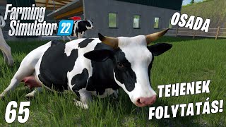 Farming Simulator 22 LIVE 65  Aratás bálázás és tehenek Osada 24 [upl. by Ednutey]