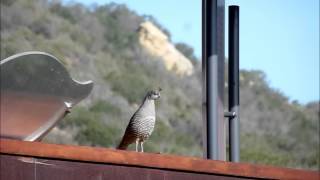 Female California Quail Calling [upl. by Airakaz466]