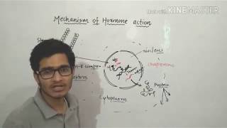 Mechanism of action of steroid hormones in detail [upl. by Clementi548]