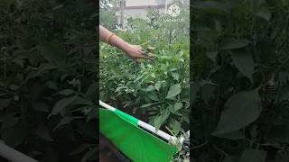 Chilli plant in grow bag terracefarming gardening youtubeshorts [upl. by Vada551]