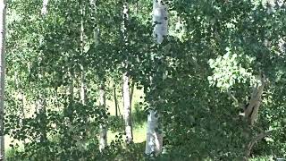 Quaking Aspen trees from the ski slopes of Cuchara Colorado in July 2020 [upl. by Sugirdor948]