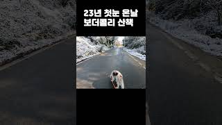 보더콜리 닮 Border Collie 보더콜리 캠핑카여행 23년첫눈맞이 애견동반보더콜리 닮 라일락멀 bordercollie lilacmerle [upl. by Ynnavoeg]